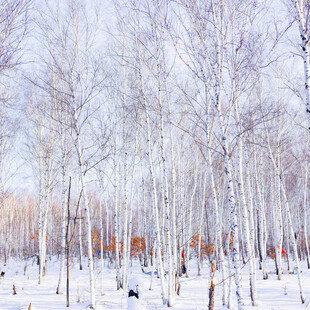 冬日白桦林雪景