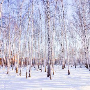 冬日白桦林雪景