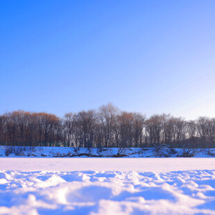 冬日雪地与远处树林景观