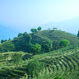 翠绿梯田山丘美景
