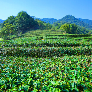 翠绿茶园