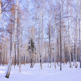 冬日雪林美景