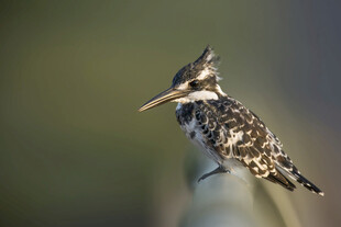 斑鱼狗栖息于枝头