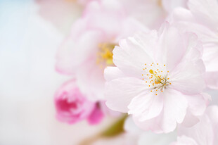 娇艳粉色樱花特写
