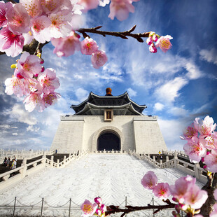 烂漫樱花