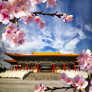 春日古建赏烂漫樱花