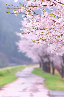 樱花小道