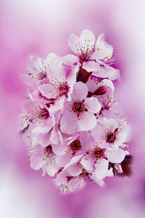 粉色烂漫樱花特写