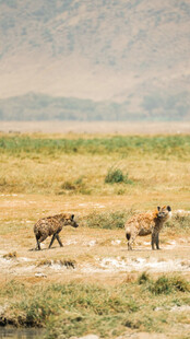 草原上奔跑的几只野狗