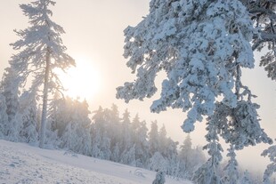冬日雪景中的静谧树林
