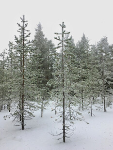 雪覆松林美景