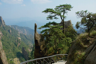 黄山奇峰上的挺拔松树
