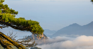 黄山云海中的苍松