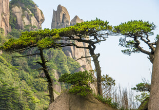 黄山奇松屹立山间美景