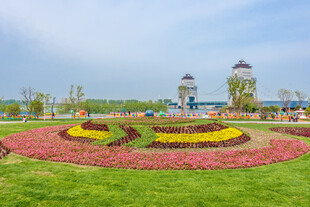 城市公园美丽花卉景观