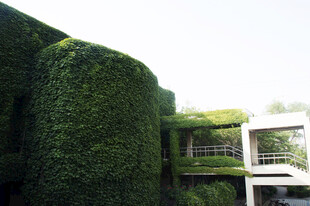 绿植覆盖的独特建筑外观
