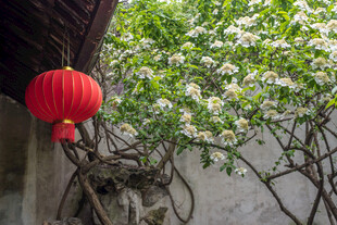 古墙红灯笼与繁茂白花