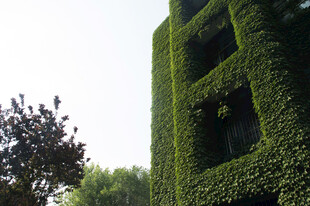 绿植覆盖的建筑外观