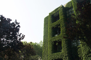 爬满绿植的废弃建筑