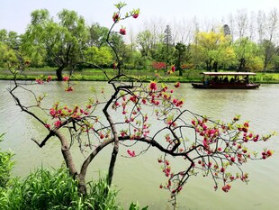 湖畔繁花绽放的春日美景