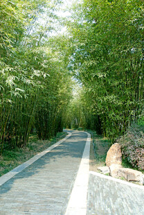 林间幽静步道