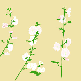 手绘白色花卉植物插画