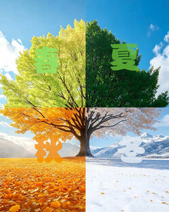 树的四季四宫格风景素材