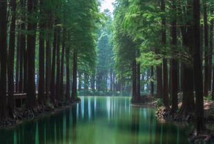 水上森林美景