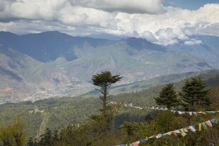 山间美景挺拔树木与远山
