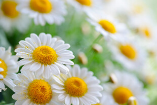 清新雏菊绽放