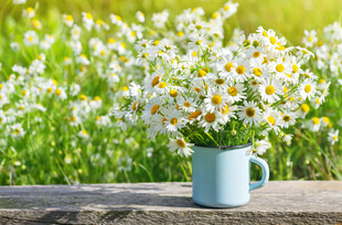 蓝杯雏菊