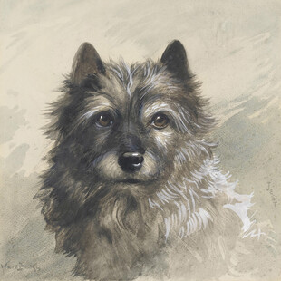 毛茸茸的犬类肖像画