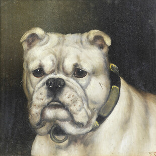 可爱英国斗牛犬肖像画