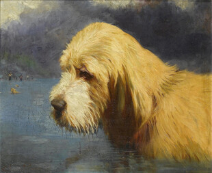 水中的长毛猎犬