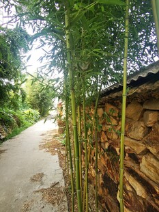 竹林旁的乡村小道