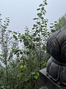 佛像旁的繁茂绿植五台山