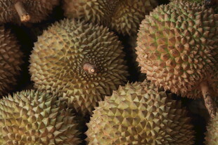 一堆新鲜的榴莲果实