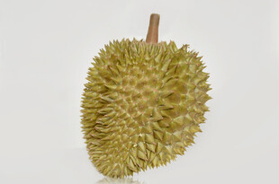 新鲜带刺榴莲果实