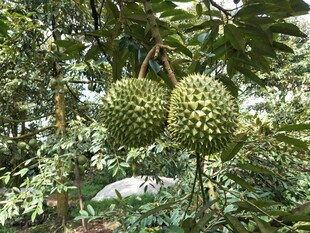 树上挂着的两个大菠萝蜜