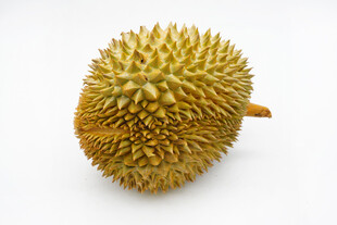 单个新鲜榴莲特写