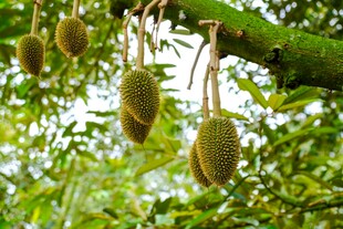 树上悬挂的新鲜榴莲