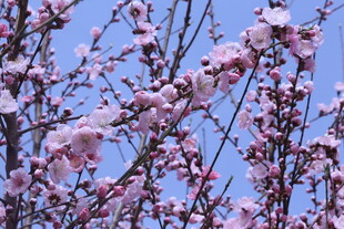 碧桃花 