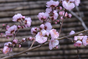 碧桃花 