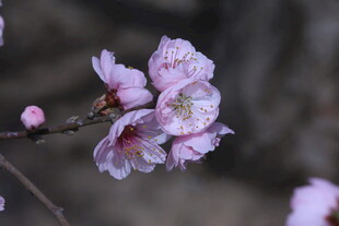 碧桃花  