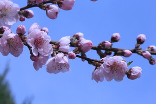 碧桃花  