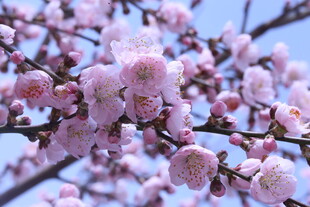 碧桃花  