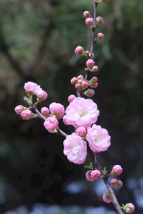 榆叶梅 