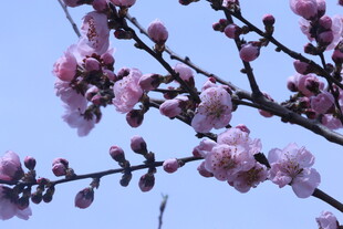 碧桃花 
