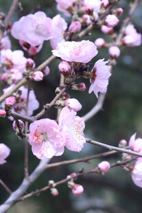 碧桃花  