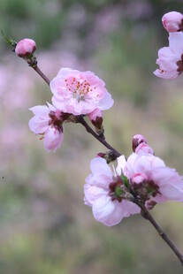 碧桃花  